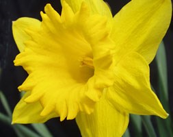 Narcissus 'Dutch Master' (daffodil)