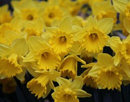 Narcissus 'King Alfred' (trumpet daffodil King Alfred)