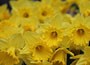 trumpet daffodil King Alfred