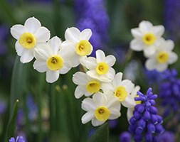 Narcissus 'Minnow' (tazetta daffodil bulbs)