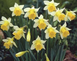 Narcissus 'Topolino' (trumpet daffodil bulbs)