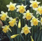 Narcissus Topolino