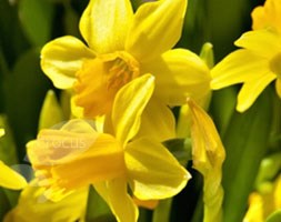 daffodil bulbs