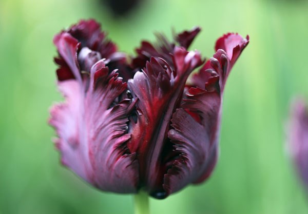 Black Parrot Tulip