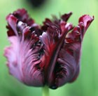 parrot tulip