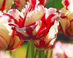 Tulipa 'Estella Rijnveld' (Estella Rijnveld tulip bulbs)