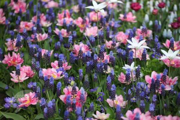 double early tulip bulbs