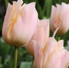 Tulipa Apricot Beauty