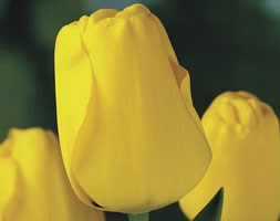 Tulipa 'Golden Apeldoorn' (Tulip)