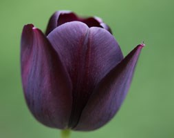 Tulipa 'Queen of Night' (single late tulip bulbs)