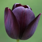 single late tulip