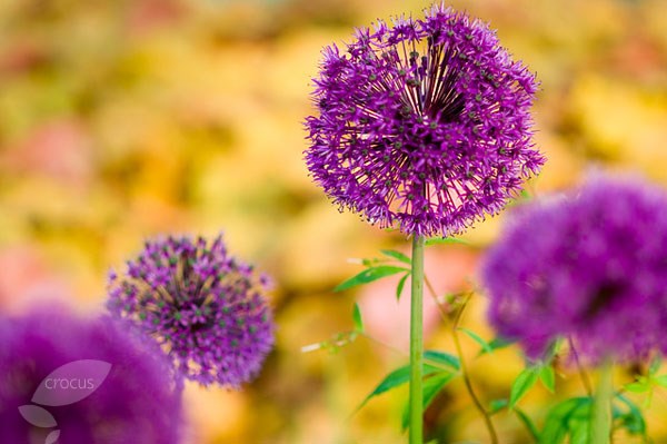 allium allium