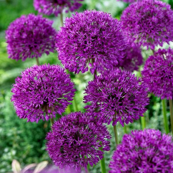 allium allium