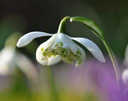 double snowdrop bulbs