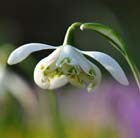 Galanthus nivalis f. pleniflorus Flore Pleno
