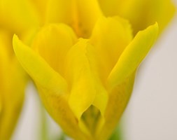 Iris danfordiae (iris)