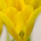 Iris danfordiae