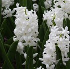 Hyacinthus orientalis Carnegie