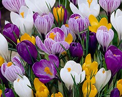 Crocus mixed colour collection (large flowering crocus bulbs)