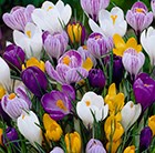 Crocus Mixed Colours