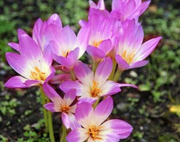 autumn crocus bulbs