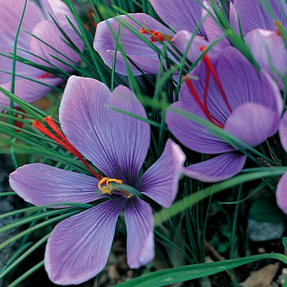 Saffron Crocus Bulbs