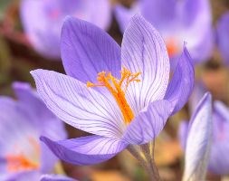 Crocus speciosus (autumn crocus bulbs)