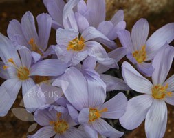 crocus Zonatus - autumn flowering crocus bulbs