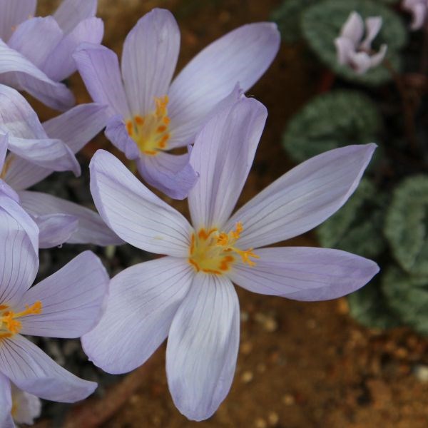 crocus Zonatus - autumn flowering crocus bulbs
