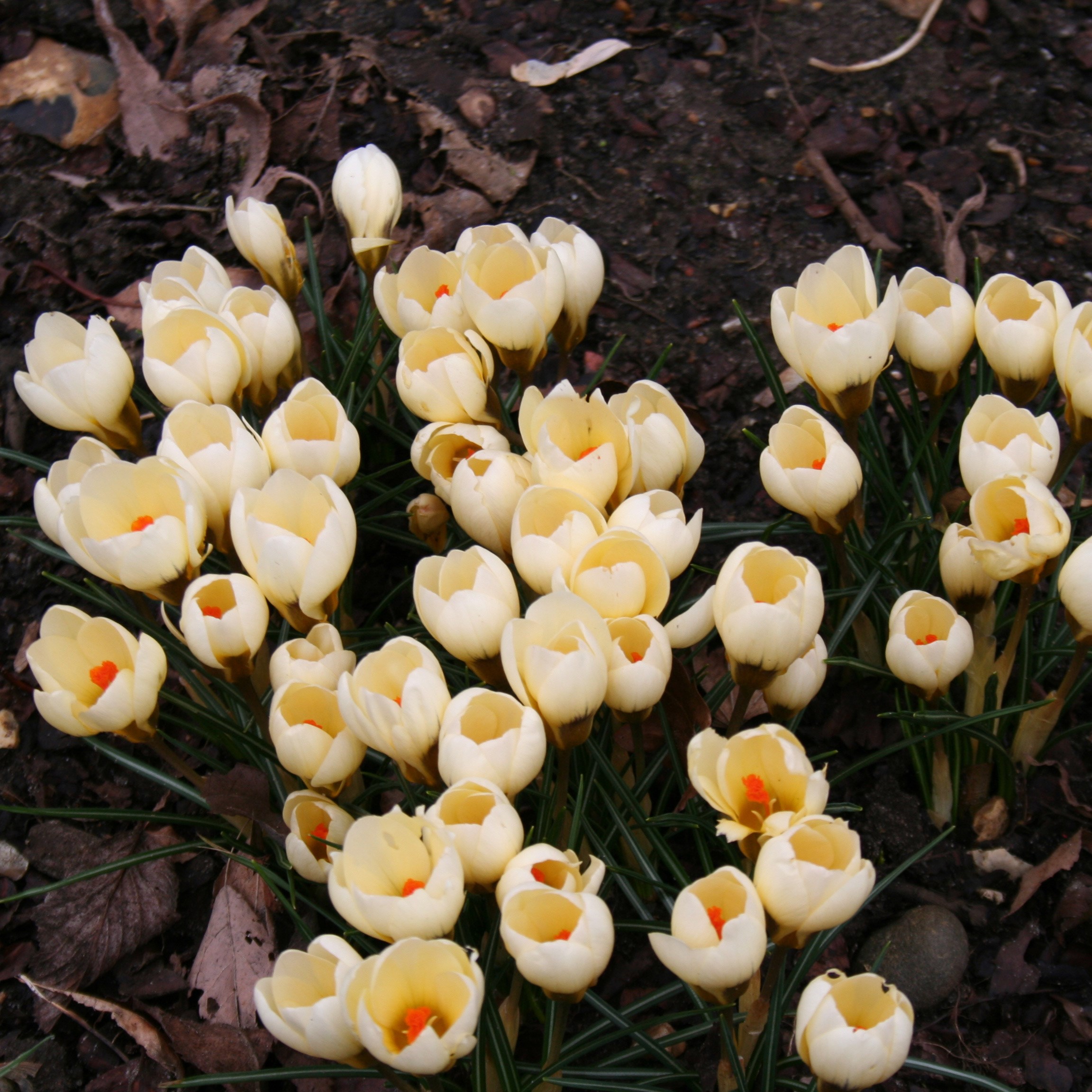 species crocus bulbs