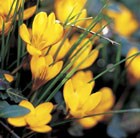 Crocus chrysanthus var. fuscotinctus