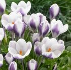 Crocus Ladykiller