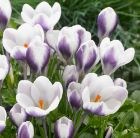 crocus