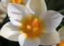 crocus bulbs
