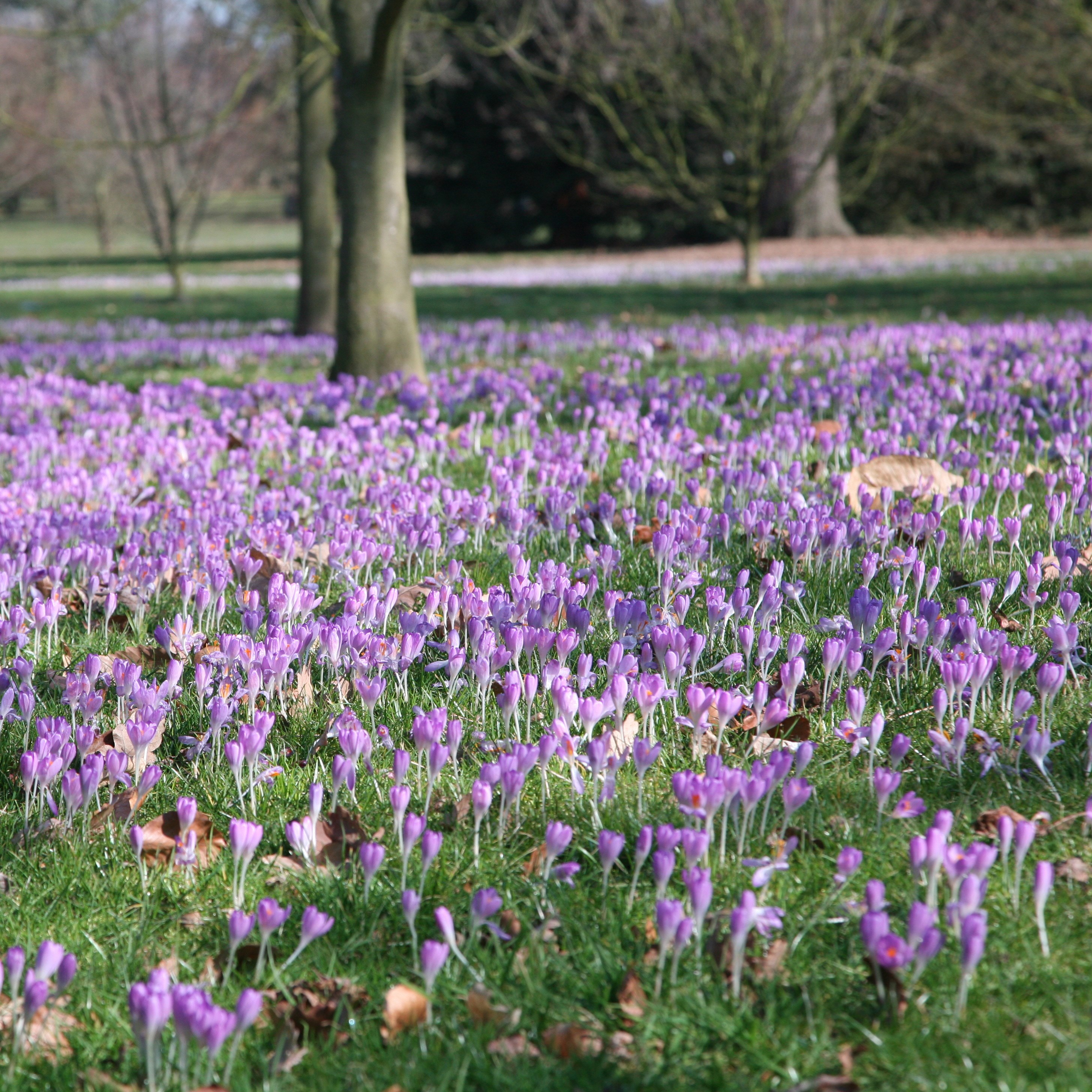 crocus bulbs