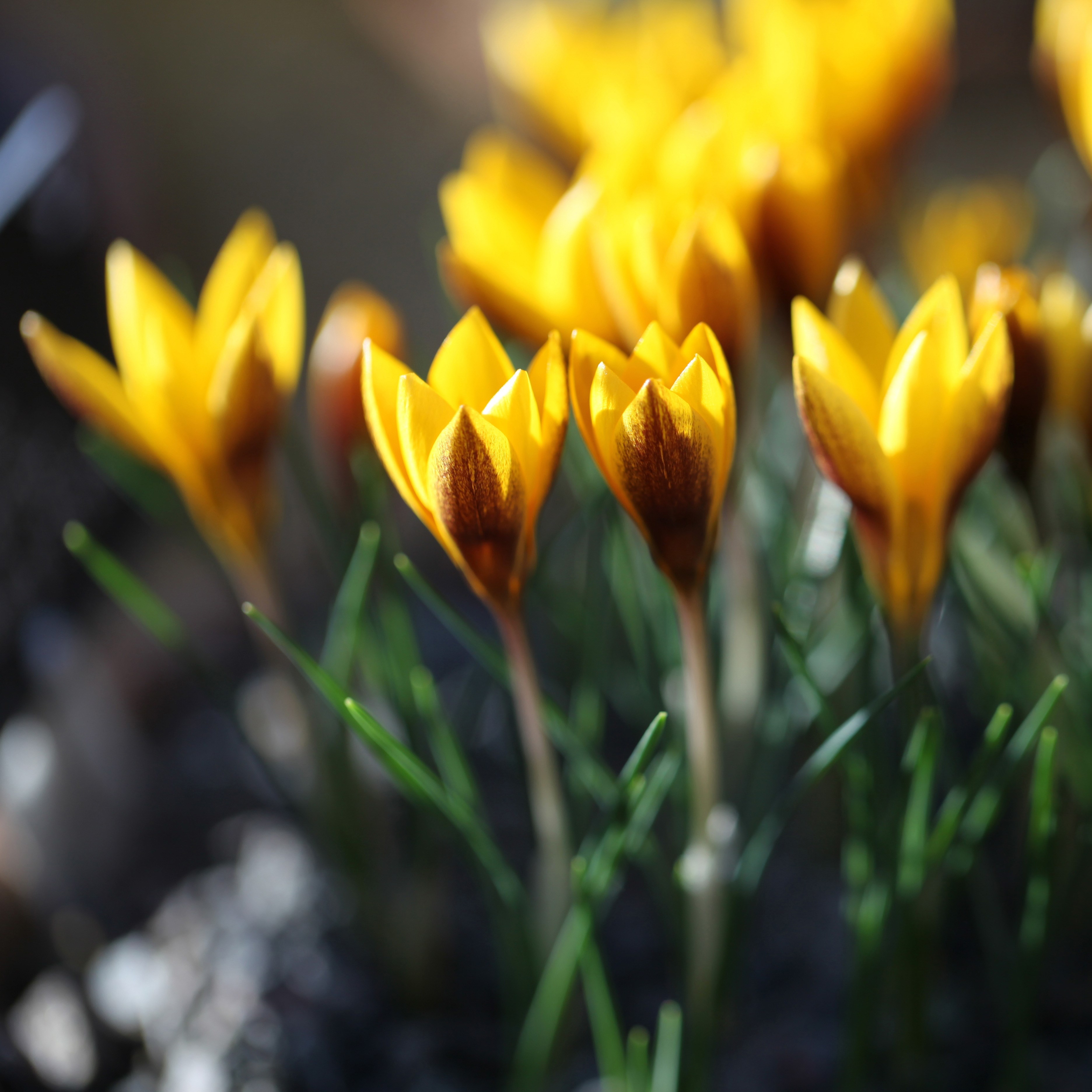 species crocus bulbs