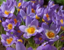 Crocus sieberi subsp. sublimis 'Tricolor' (crocus bulbs)