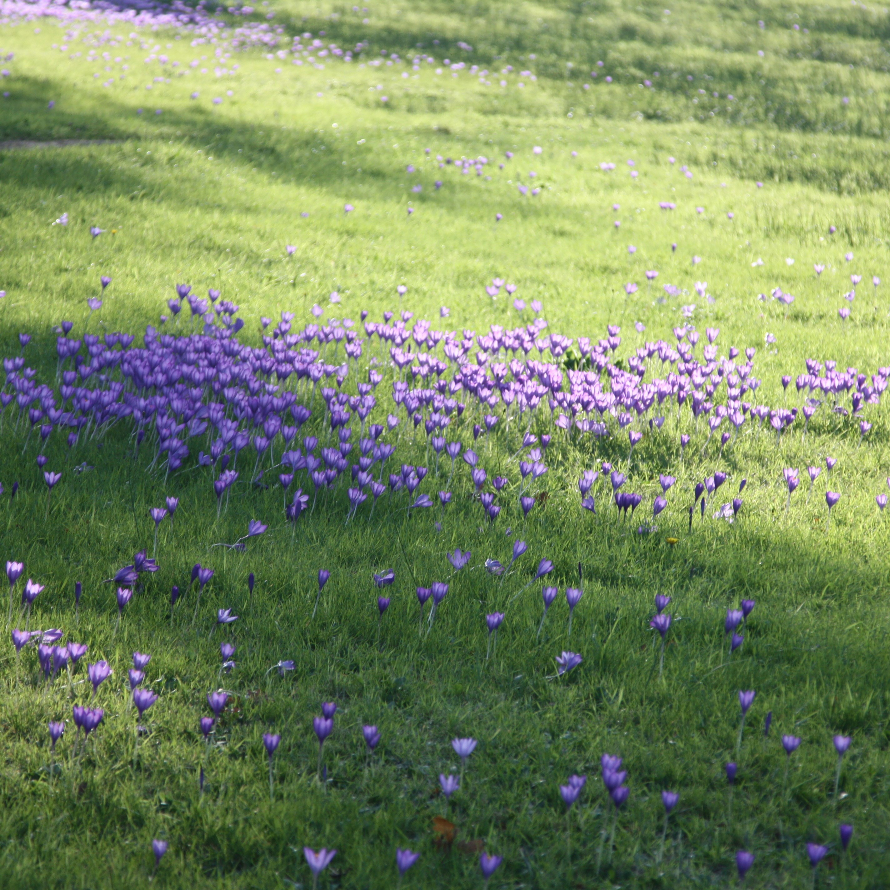 autumn crocus bulbs