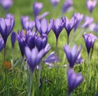 crocus