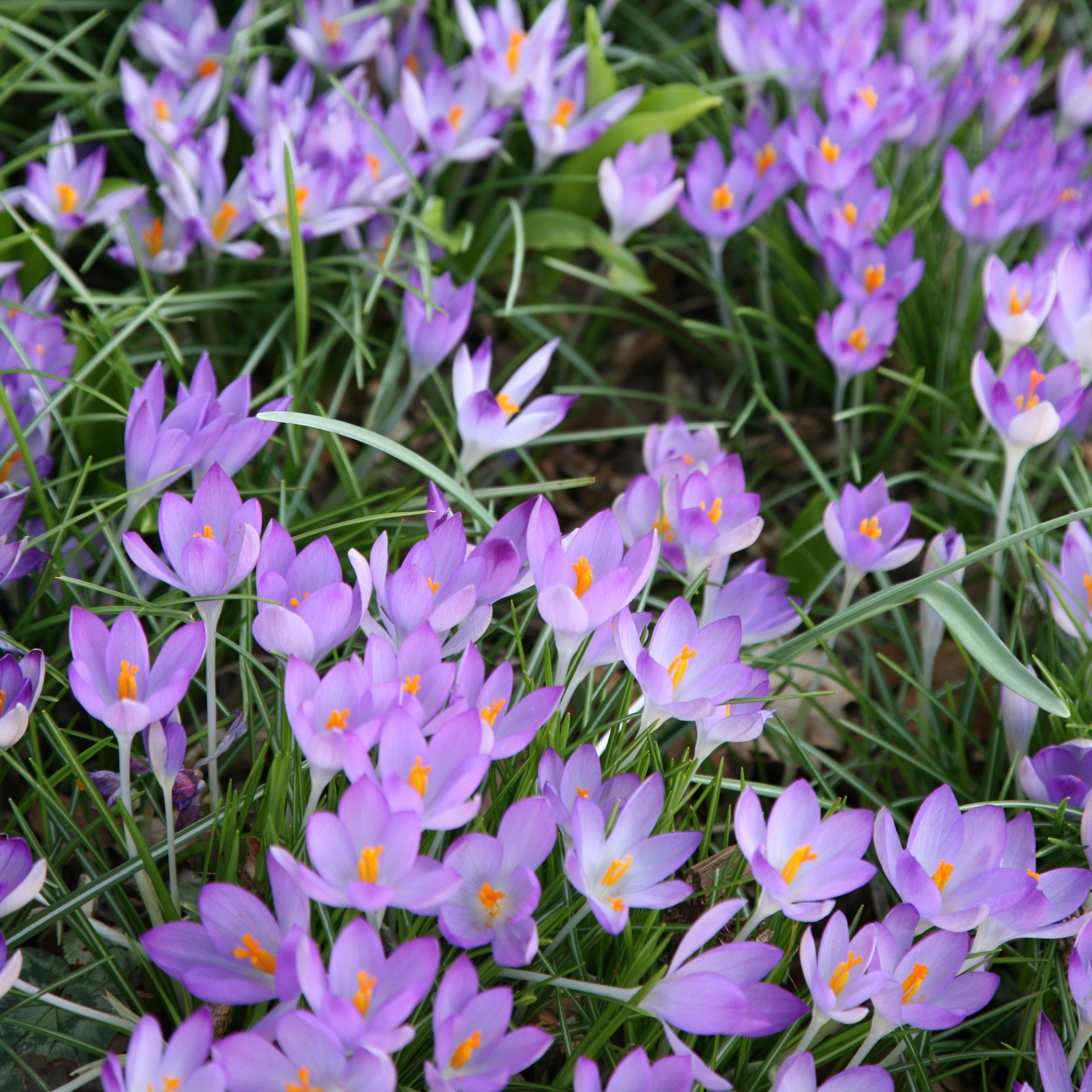 early crocus