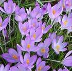 Crocus tommasinianus