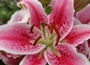 lily bulbs