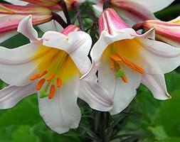 Lilium regale (lily bulb)