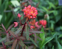 Euphorbia griffithii 'Dixter' (spurge)