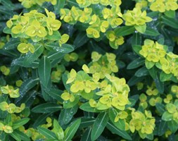 Euphorbia wallichii (spurge)