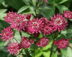 Astrantia major 'Ruby Wedding' (masterwort)