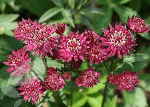 masterwort