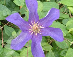 clematis (group 3)