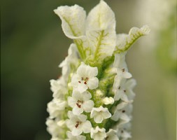Lavandula stoechas subsp. stoechas f. leucantha 'Snowman' (white French lavender)