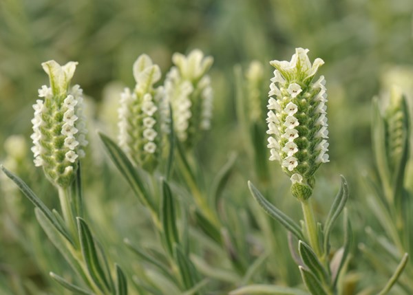 white French lavender white French lavender